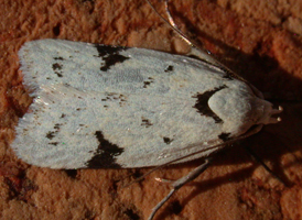 Black-marked Inga